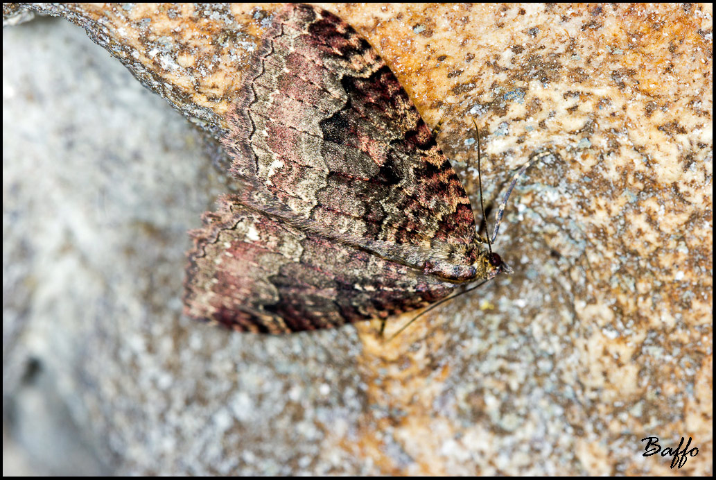 Falena da identificare.